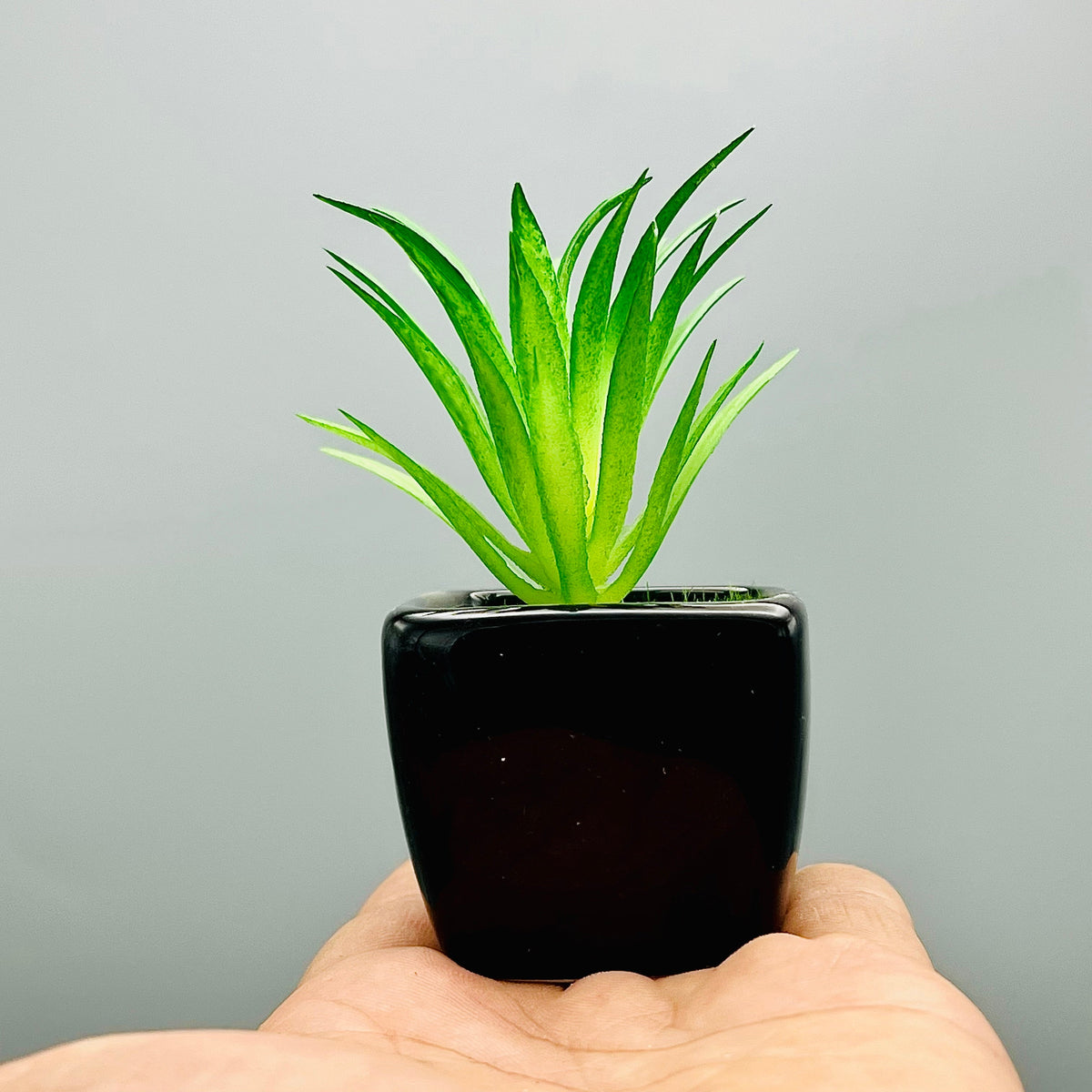 Meadow Plant Pot ( Set of 2)